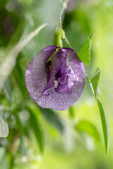 butterfly pea blue pea flower thai herbs