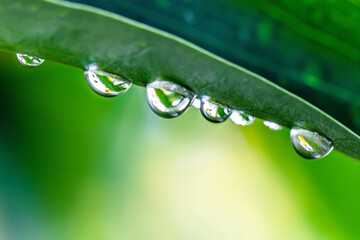 water drops on green leaf