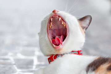 A cute cat is yawning because it's sleepy.
