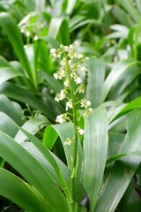 Close-up of Cola De Paloma after the rain.