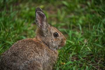 Wild rabbit close up with grass background