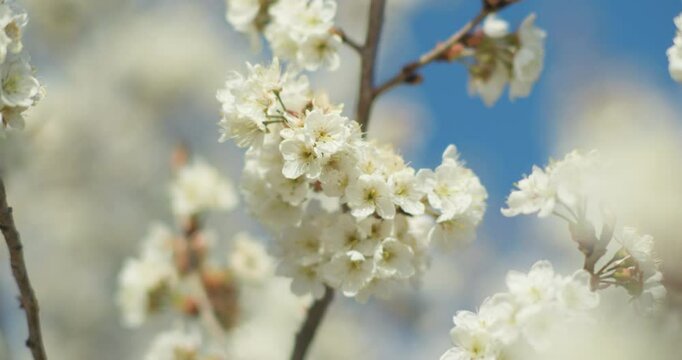 Spring blooming plum blossoms cherry blossoms bees collecting nectar