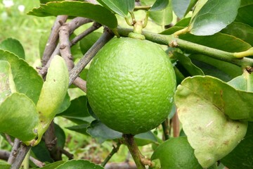 Green Lime hanging from the tree