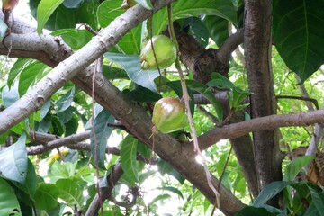 Close-up of Powderpuff tree hanging from tree.