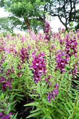 Purple Little Turtle flowers blooming in the garden