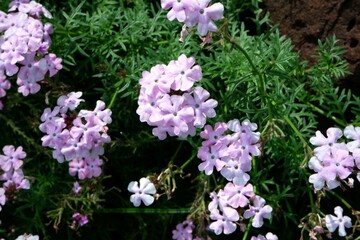A pink Verbena Serenity is blooming in the garden.