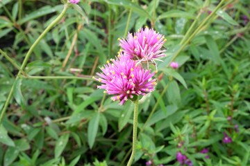 Globe amaranth (Gomphrena globosa 'Fireworks') blooming in the garden.