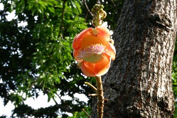 Close-up of Shorea robusta flower in the garden.