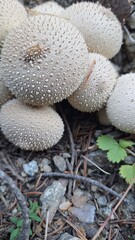 Mushroom macro photography in autumn forest