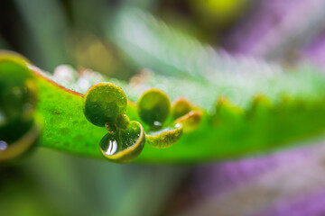 Macro photograph of tiny succulent leaves of kalanchoe draegemontiana, holding sparkling water droplets, reflecting natural light.