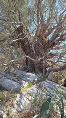 Giant very old (more 1000 years) olive tree in Greece