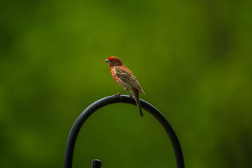 Red bird detail close up with green background