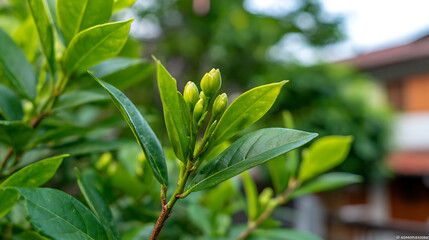 p3685236 359 Close-up view of blooming green flower buds among lush green leaves in a tranquil garden during daylight 39781110 1