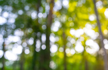 Obraz premium Blurred nature backdrop. Blur forest background. Greenery summer nature blur background. Green blur environment. Blurry green leaves in forest. Nature pattern with leaves. Blurred of greenery nature.