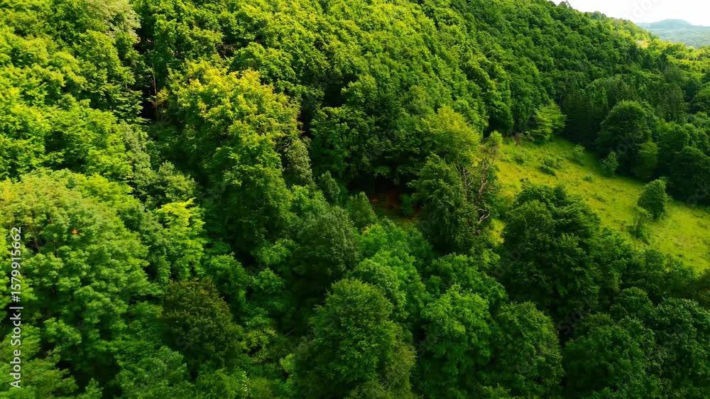Poster drone view of dense green forest transitioning into open meadow on a sunny summer day in natural lan