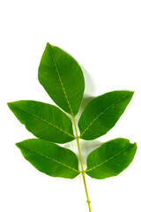 Blatt vom Walnussbaum in einer Nahaufnahme