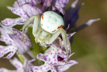 Mimicry spider, Misumena vatia on orchid flower