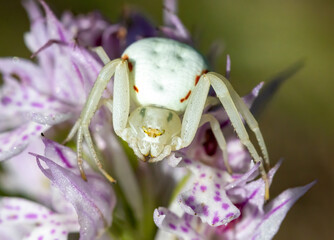 Mimicry spider, Misumena vatia on orchid flower