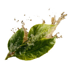 Obraz premium A leaf is shown in a splash of water