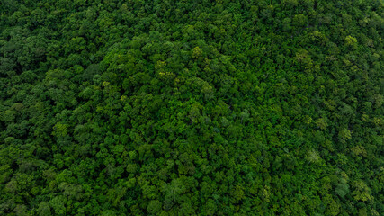 aerial view of dark green forest Abundant natural ecosystems of rainforest. Concept of nature forest preservation and reforestation