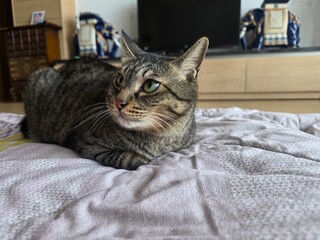 Relaxed Korean Shorthair Cat Named O-wol Lounging Indoors