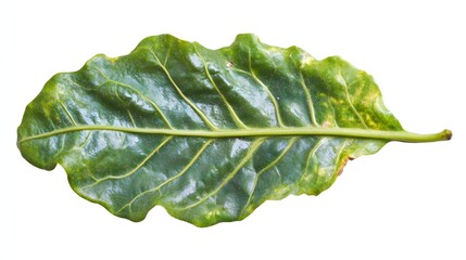 A broadleaf plant leaf with prominent veins.