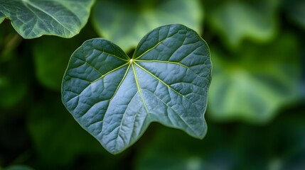 Obraz premium Close-up of a single vibrant green leaf.