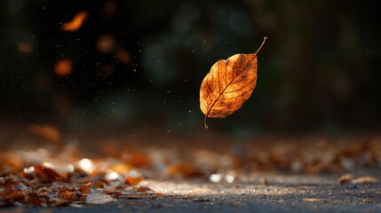 Obraz premium Floating autumn leaf