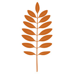 Fototapeta premium Brown long Rowan leaf illustration simple art vector