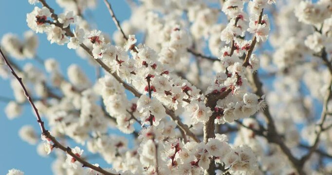 Spring blooming plum blossoms cherry blossoms bees collecting nectar