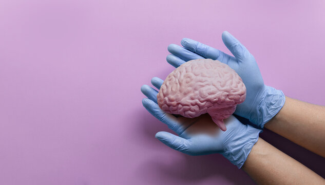 doctor hands holding brain model autistic brain on light purple background, stroke, epilepsy and alzheimer's disease, stroke,world mental health day, hands giving a red heart. praying concept