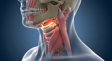 Human Throat Anatomy: Detailed Pharynx & Larynx Structure
