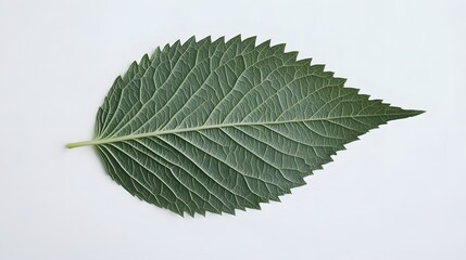 Close-up view of a single green leaf.