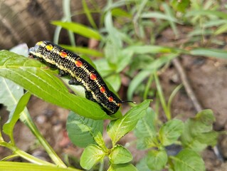 Striped Hawk-moth caterpillar (Theretra oldenlandiae) on leaf in outdoor garden 
