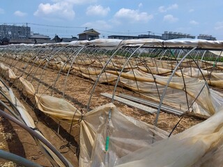収穫の終わった夏の枝豆畑風景
