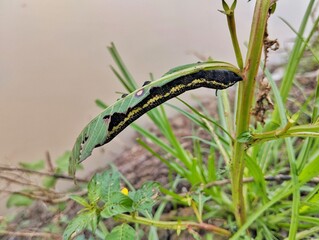 Striped Hawk-moth caterpillar (Theretra oldenlandiae) on leaf in outdoor garden 
