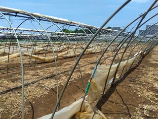 収穫の終わった夏の枝豆畑風景