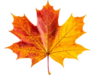 Obraz premium Closeup of Vibrant Autumn Maple Leaf with Rich Red and Orange Hues PNG