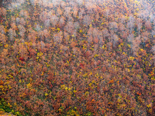晩秋の平ヶ岳山道