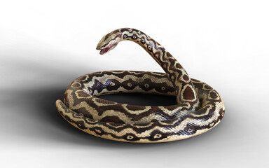 3d illustration of Aggressive Rock Python on Green Screen
