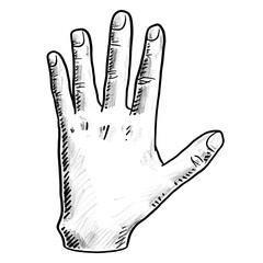 Sketch of a Hand with Fingers
