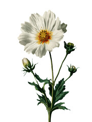 illustration of cosmos flower isolated on transparent background.
