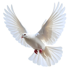 Obraz premium White Dove in Mid-Flight with Outstretched Wings, Realistic Style, Isolated on Transparent PNG.png