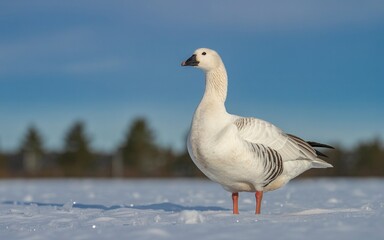 Elegant Snow Goose Stands Proudly in Winter Landscape with Blue Sky Backdrop