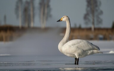 Fototapeta premium Elegant Whooper Swan on Frozen Winter Lake