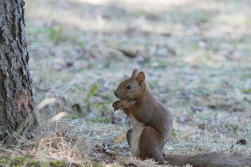 木の根元に立つエゾリス