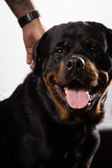 Fototapeta premium black rottweiler retriever
