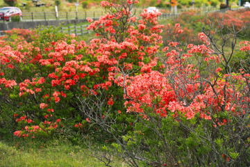 Red Azalea flowers are blooming on the side of mountain