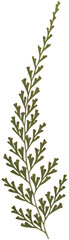 Pressed green fern frond with transparent background