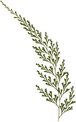 Pressed green fern frond with transparent background